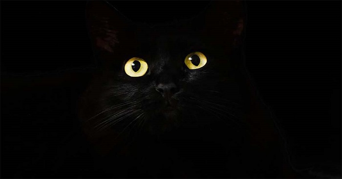 Tại sao mắt Mèo phát sáng trong bóng đêm?