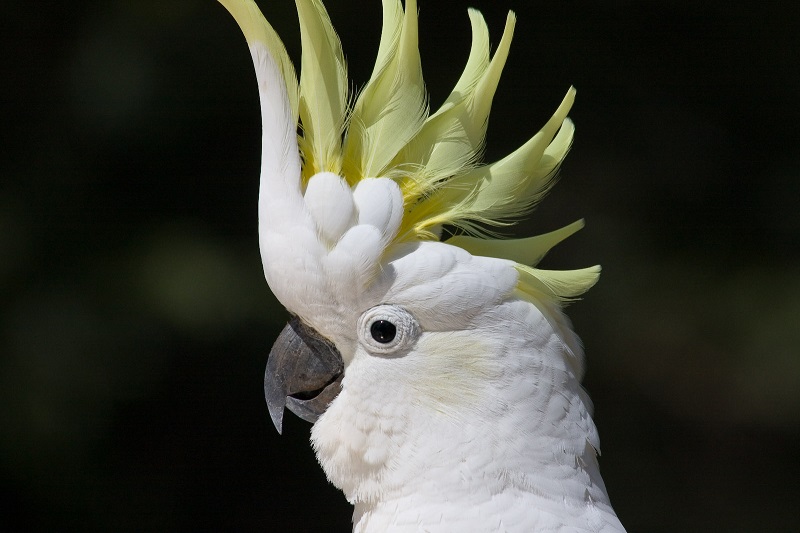 Đặc điểm ngoại hình của vẹt Cockatoo