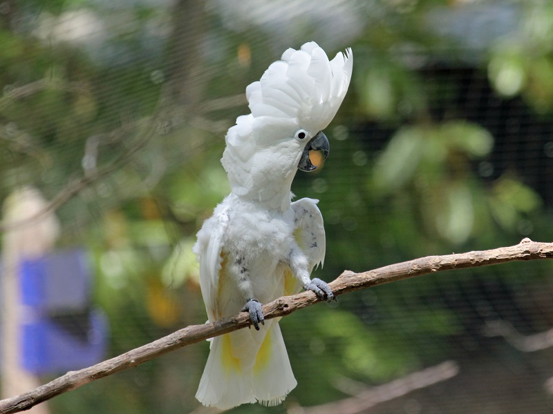Vẹt Cockatiel Lutino - HN.Parrot
