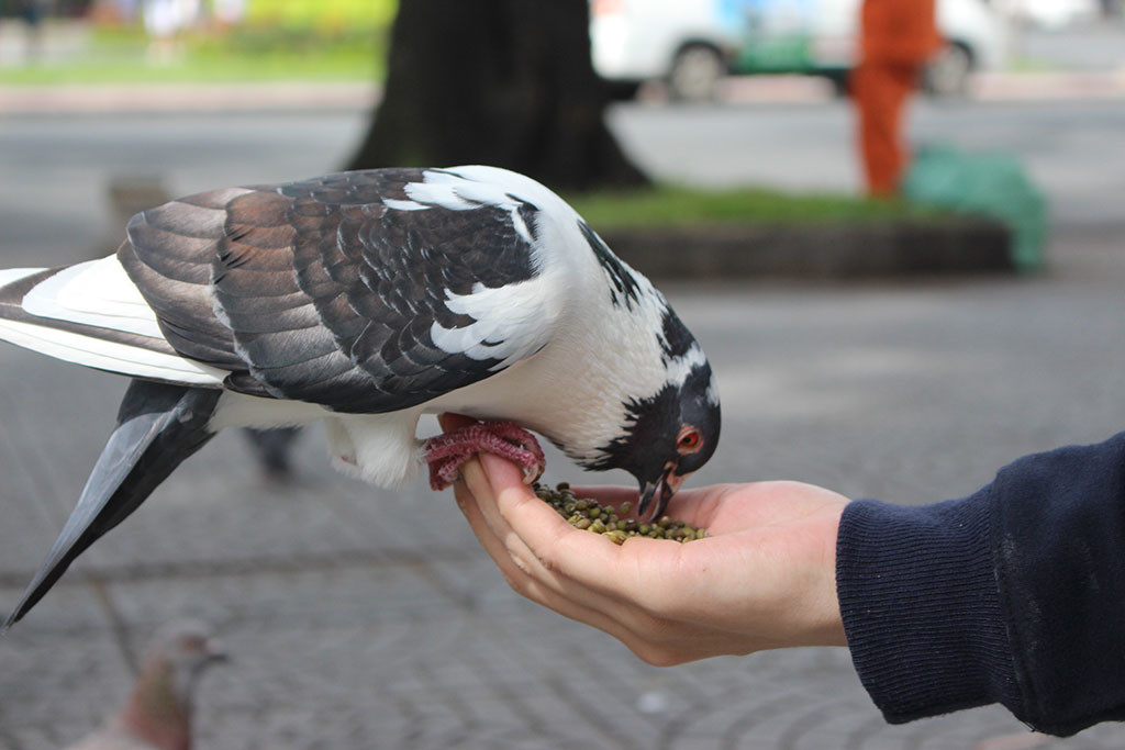Cách chọn thức ăn cho chim Bồ Câu 