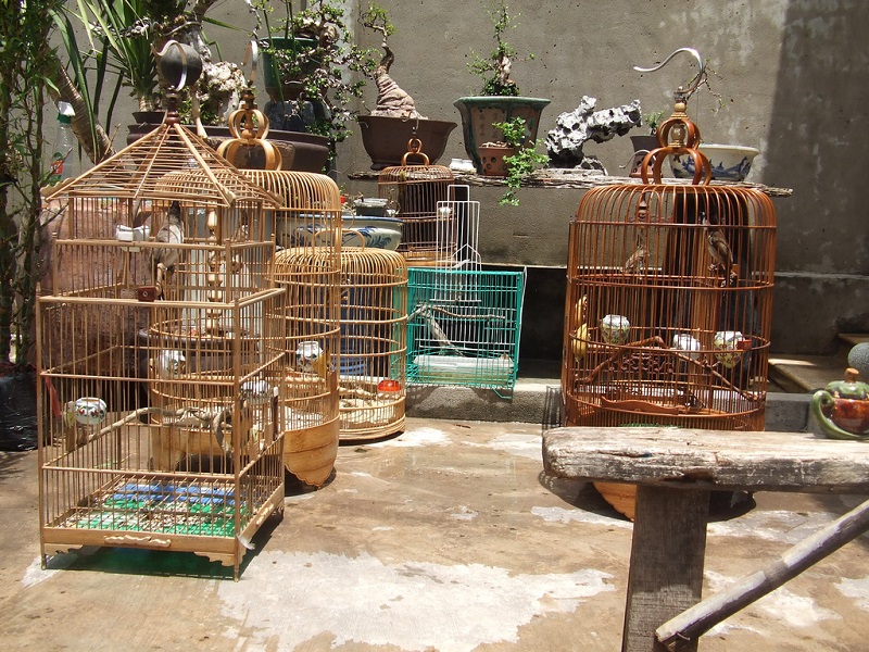 Các loại thức ăn cho chim cảnh và những lưu ý ⋆ Thủy sinh Việt Nam
