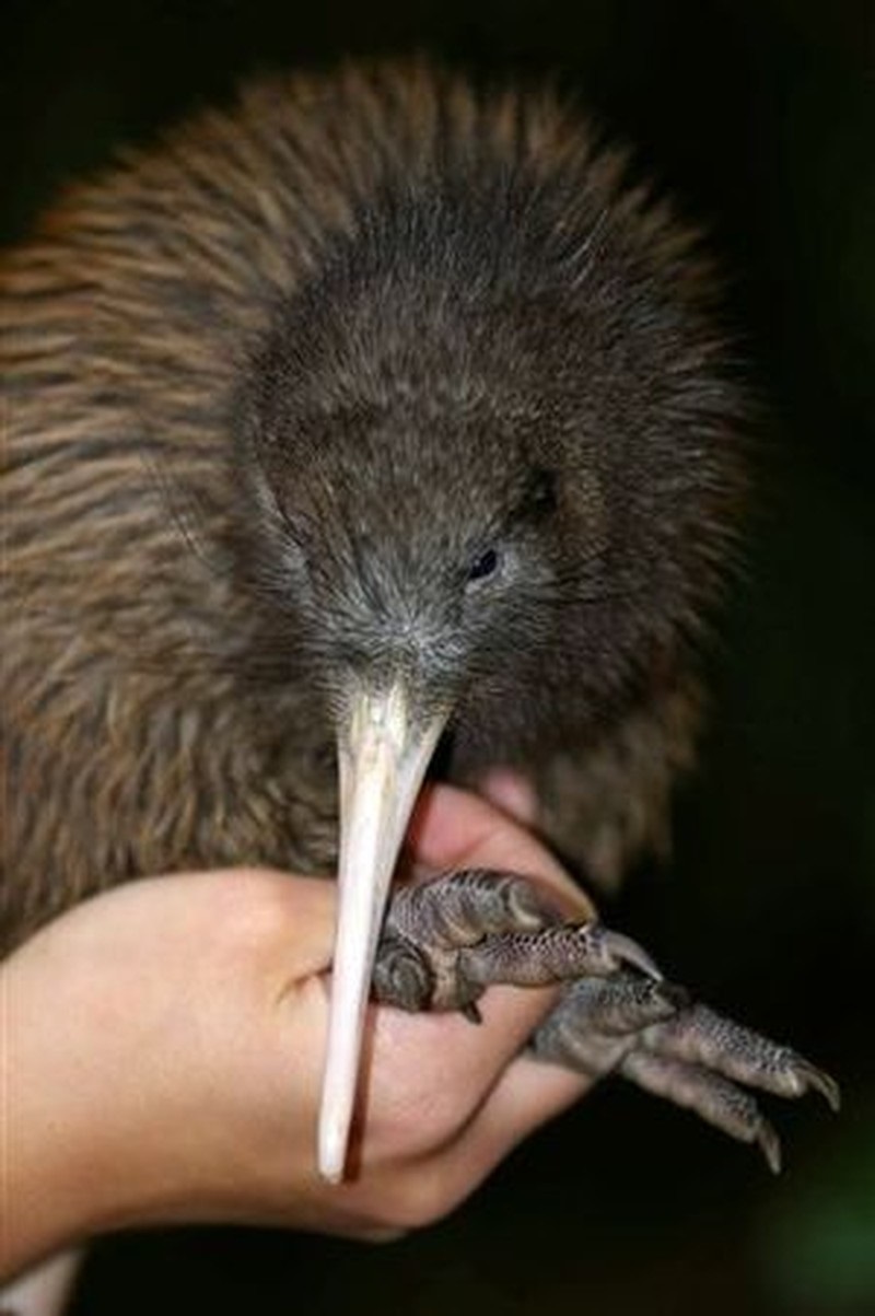 Thức ăn của chim Kiwi là gì?