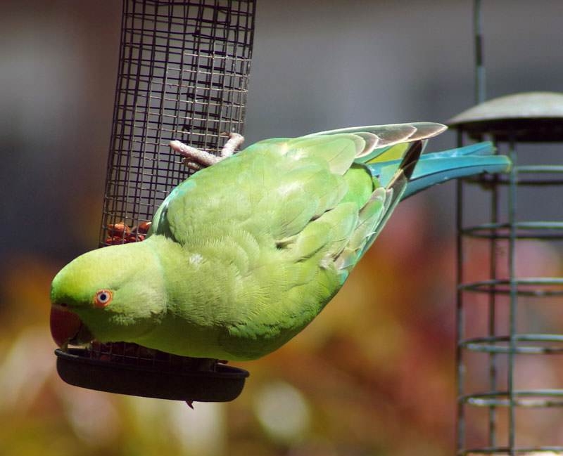 Indian Ring Parakeet