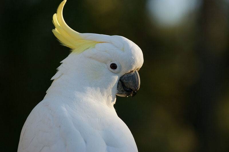 Cockatoo - Vẹt mào