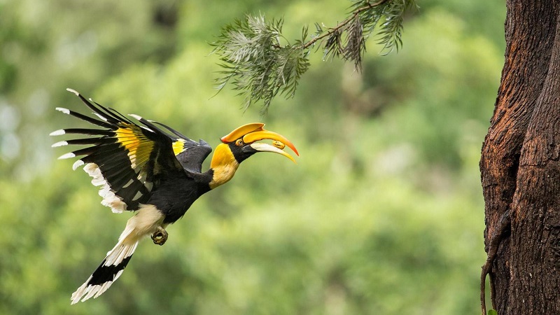 Bộ sưu tập chim cảnh quý hiếm, giá tiền tỷ của vua chim Việt | Tin tức  Online