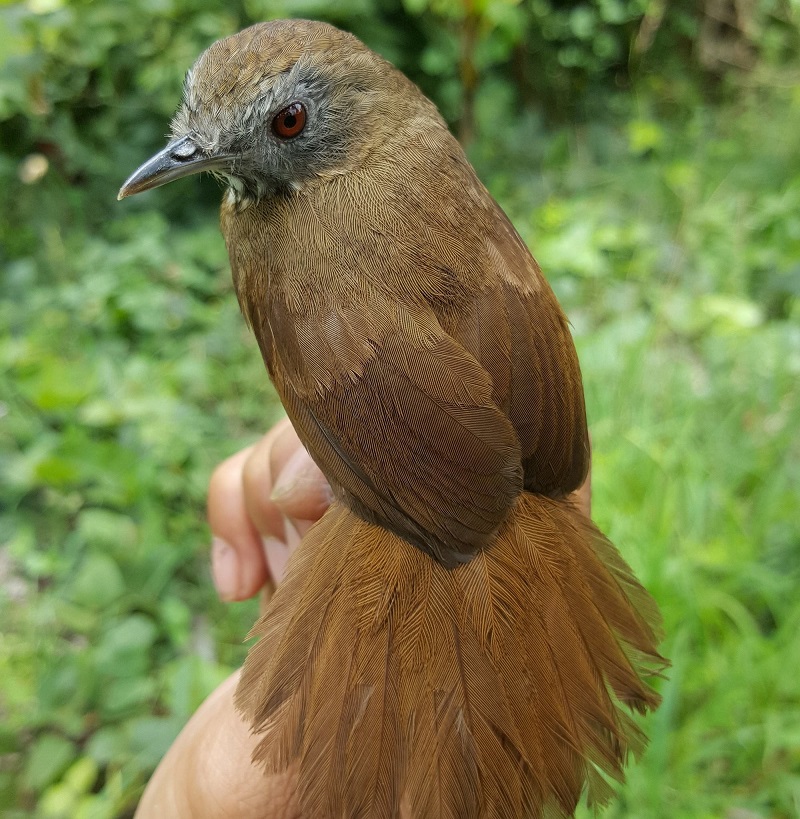 Cám chim - thức ăn chim hoạ mi - gói 100gr (hanpet 221) - cám dành cho chim  cảnh