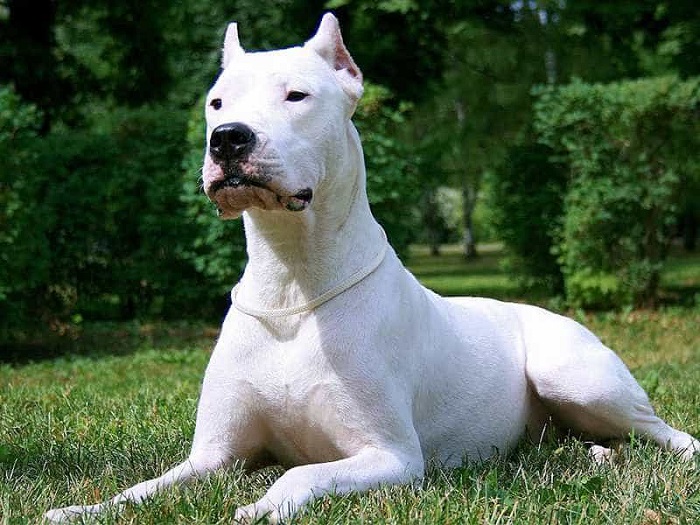 Nguồn gốc giống chó Dogo Argentino