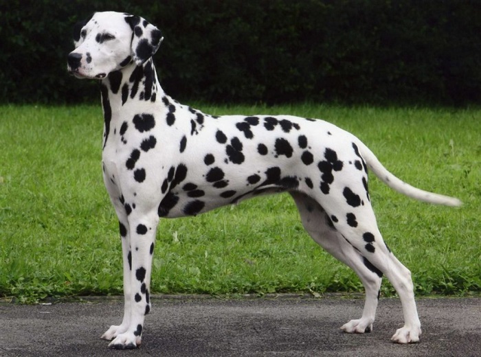 Nguồn gốc của giống chó Đốm (Dalmatian)