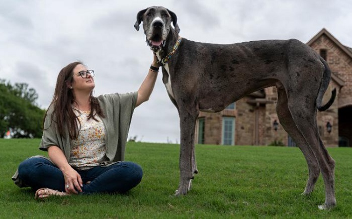Tìm hiểu về Chó Great Dane: Đặc điểm, tính cách, cách nuôi và giá