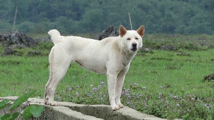 Đặc điểm của chó giống Mông Cộc