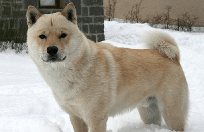 Giống Hokkaido-ken - Giống chó Nhật được yêu thích tại Việt Nam