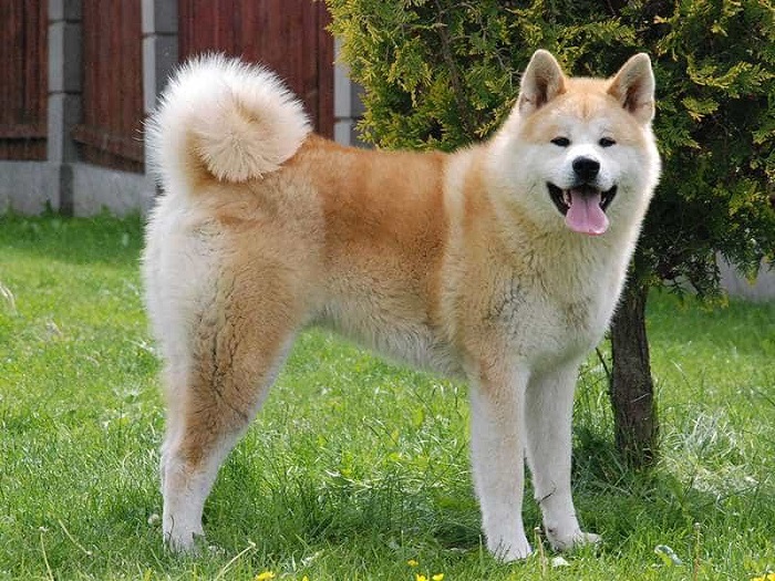 Chó Akita - Giống chó Nhật được yêu thích tại Việt Nam