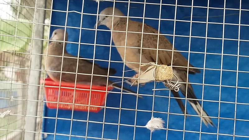 Kỹ thuật nuôi chim Gáy sinh sản hiệu quả