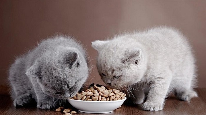 Đánh giá thức ăn cho Mèo Apro có tốt không?