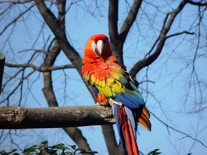 Vuon thu Ha Noi - Hanoi Zoo | Tin tức | Các loài động vật | Các loài chim |  VẸT TO NAM MỸ