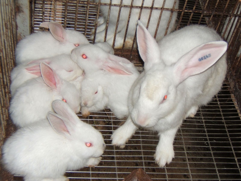 Cách chữa thỏ bị nhiễm trùng da thứ phát 