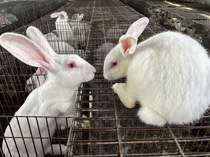 Các bệnh thường gặp ở thỏ và cách điều trị