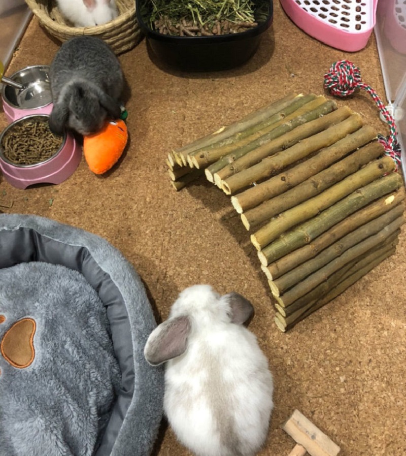 Cách huấn luyện thỏ đi vệ sinh đúng chỗ