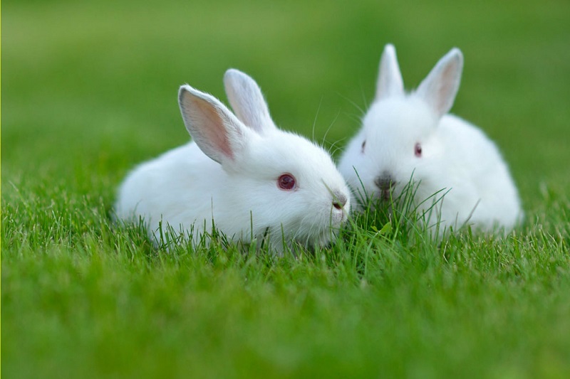 Cách nuôi thỏ không có mùi hôi và luôn sạch sẽ