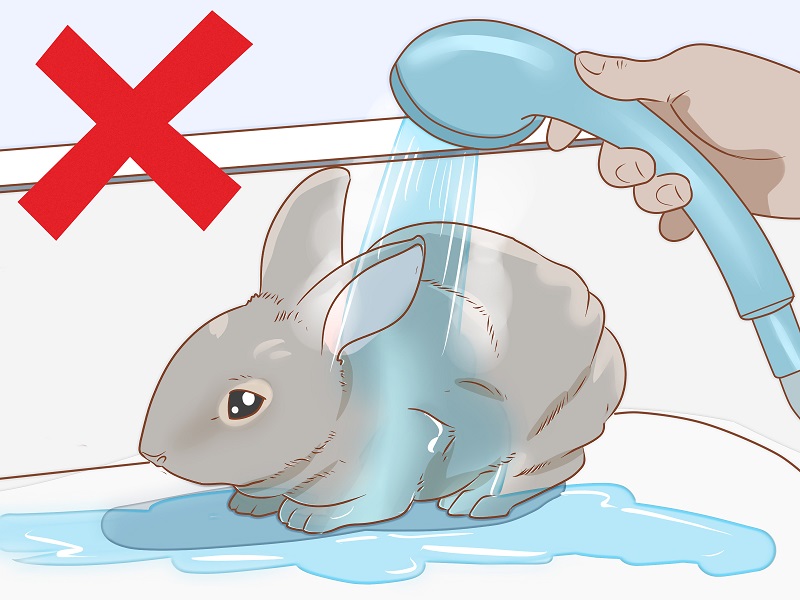 Có nên tắm cho thỏ không?