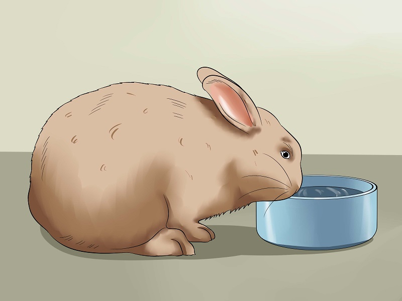 Nên cho thỏ ăn bao nhiêu chuối? 