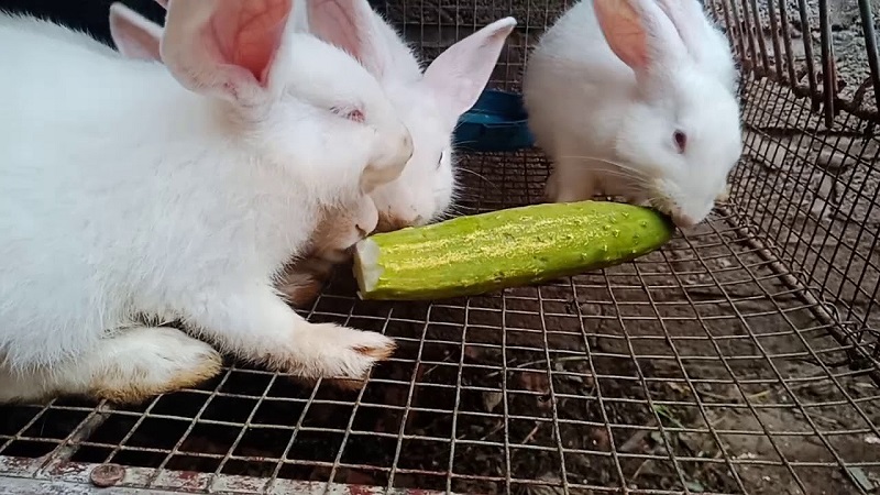 Thỏ có thích ăn dưa leo không?