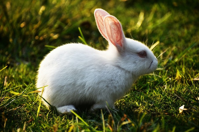 Dưa leo có tốt cho thỏ không?