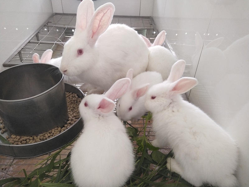 Chỉ cho thỏ ăn cám liệu có được không?