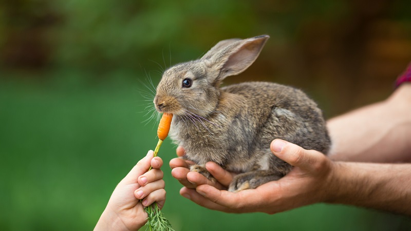 Thỏ có thể ăn loại trái cây nào?