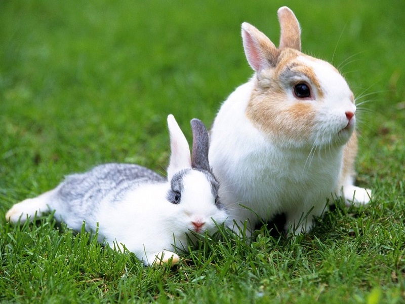 Nguyên nhân thỏ bị rụng lông là gì?