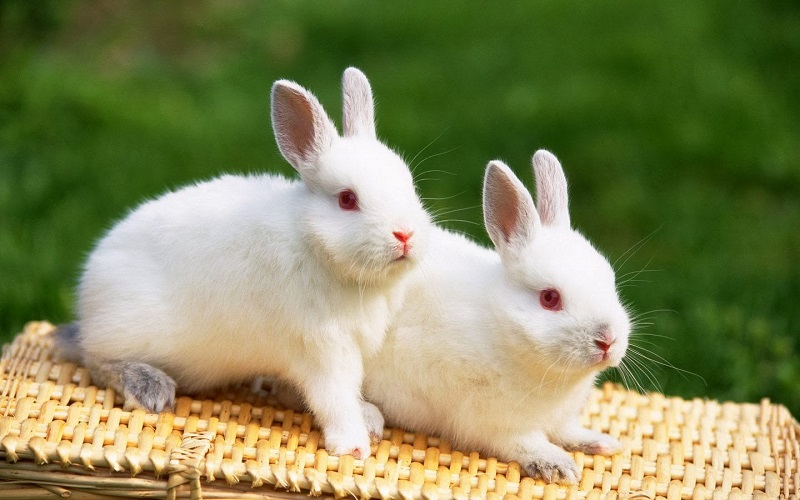 Dấu hiệu nhận biết thỏ bị sổ mũi thế nào?