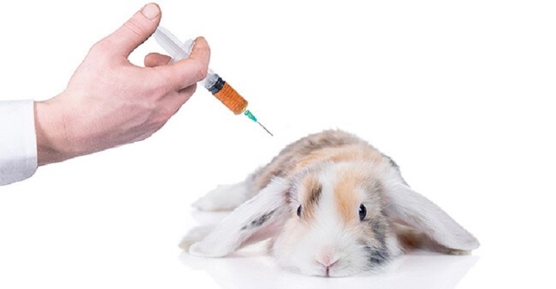 Cách điều trị bệnh sổ mũi ở thỏ hiệu quả