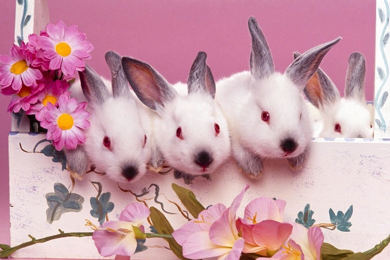 Cách giúp thỏ ăn nhiều hơn mỗi ngày