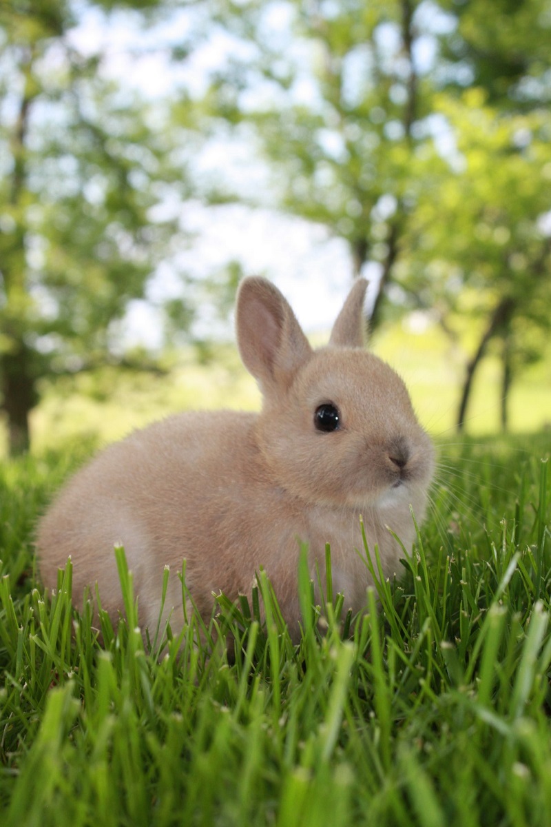 Tìm hiểu nguồn gốc của thỏ lùn Hà Lan