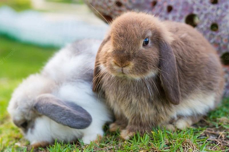 Đặc điểm của thỏ tai cụp Hà Lan Holland Lop