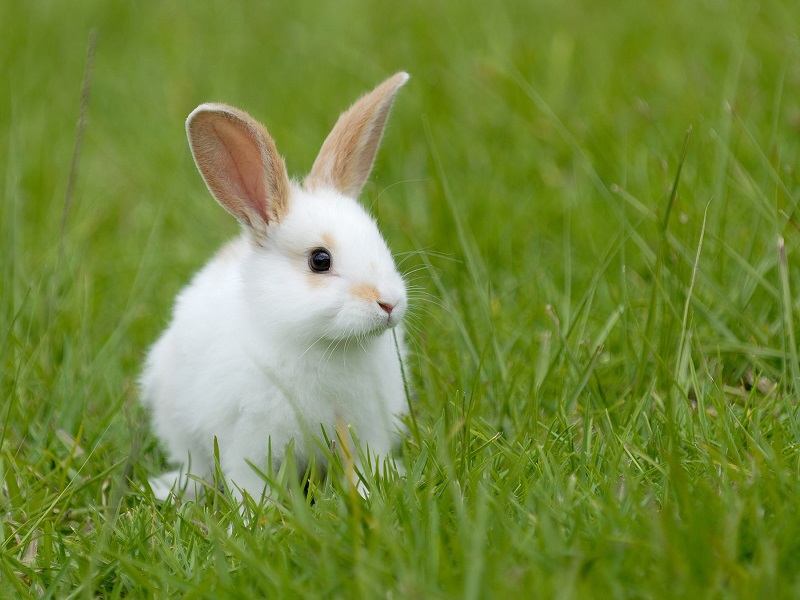 Nguyên nhân bệnh cầu trùng ở thỏ là gì?