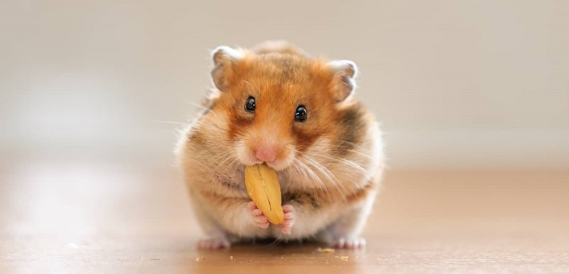 Đặt tên chuột hamster theo màu lông