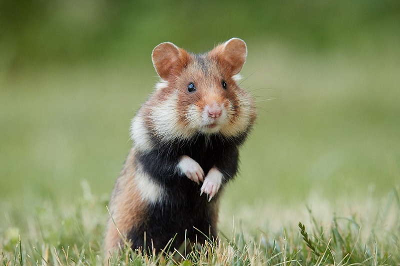 Đặt tên chuột hamster theo món ăn yêu thích