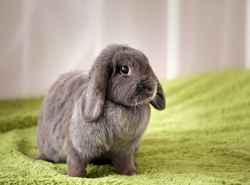 Đặt tên hay cho thỏ: Những tên dễ thương nhất