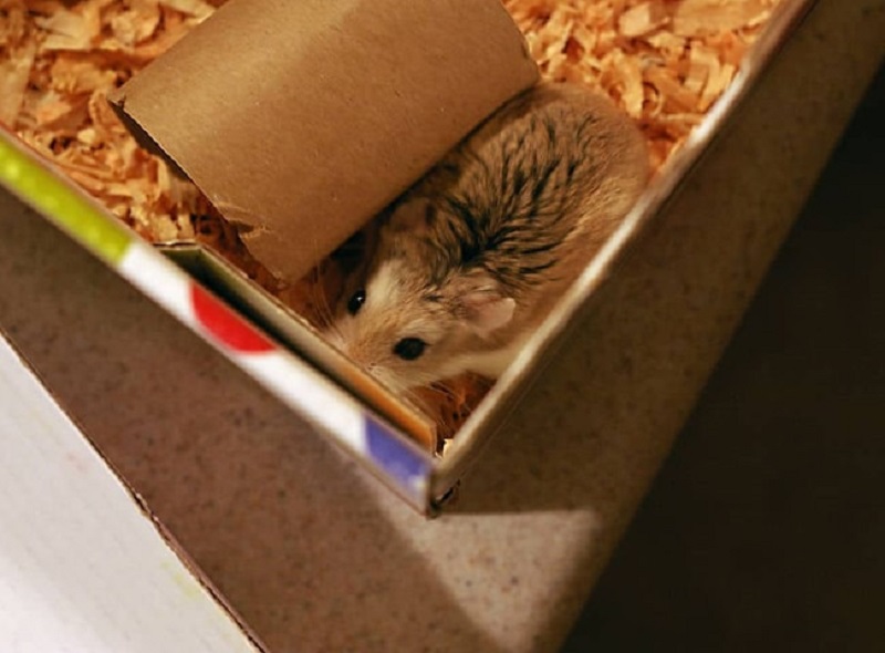Chuồng chuột Hamster bằng giấy