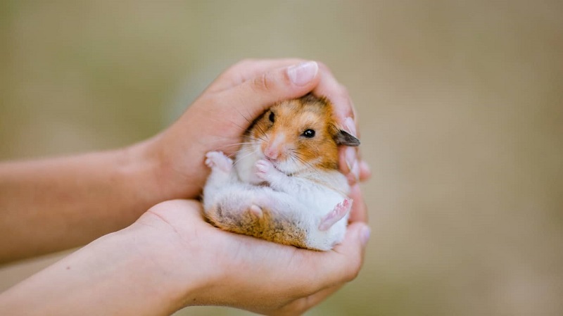 Điều trị bệnh thường gặp cho hamster