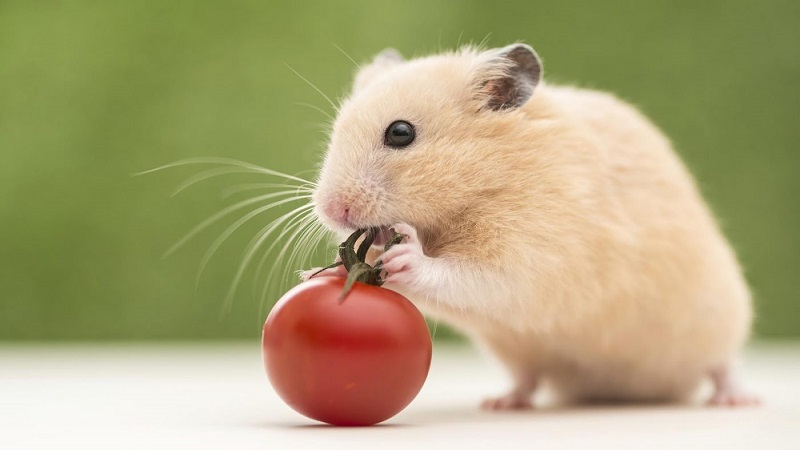 Những lưu ý khi nuôi chuột Hamster 