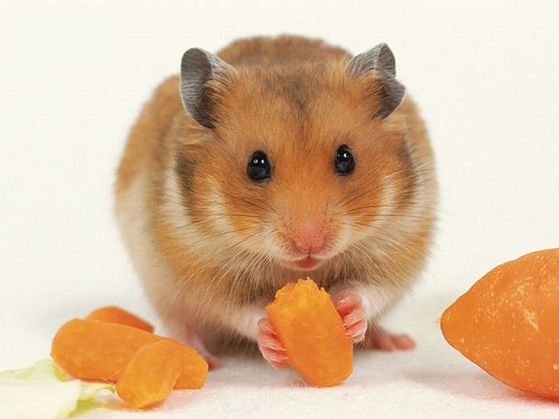 Chuột Hamster ăn cà rốt được không?