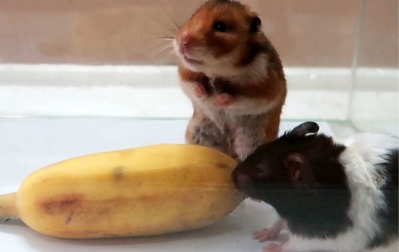 Chuột Hamster ăn chuối được không?