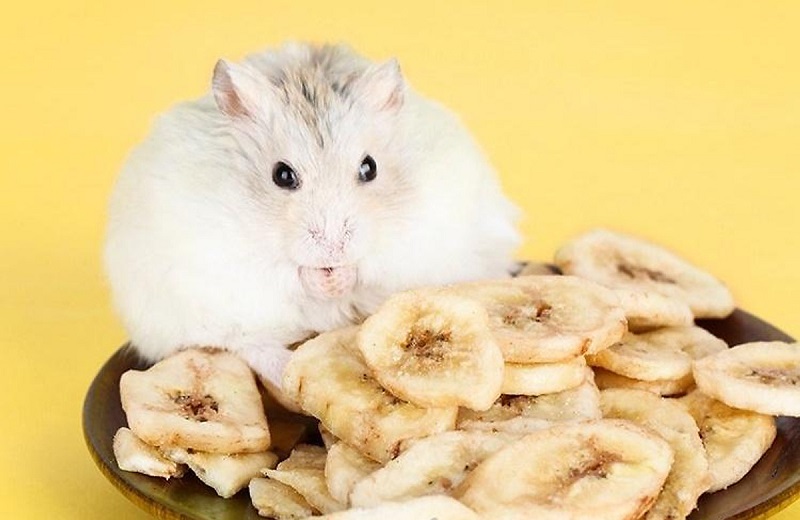 Chuột Hamster ăn được chuối khô không?