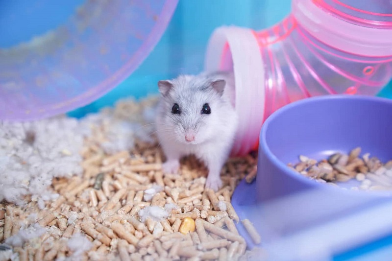 Chuột Hamster ăn cơm được không?