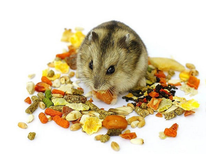 Các loại ngũ cốc tốt cho chuột Hamster