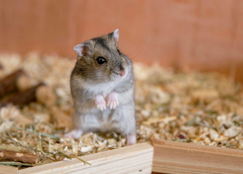 Nên cho chuột Hamster ăn bao nhiêu/ngày hợp lý?