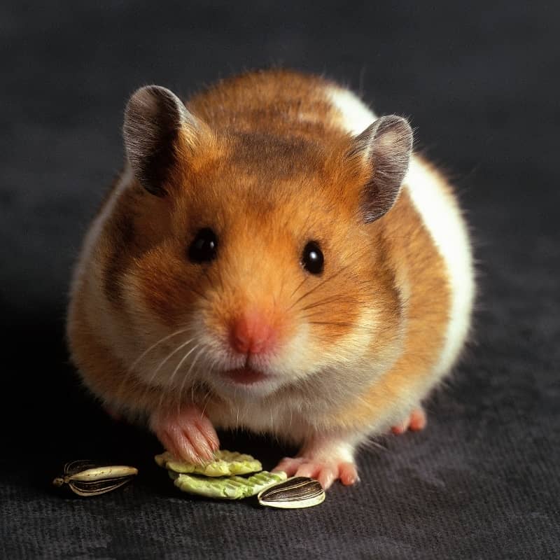 Chuột Hamster có ăn được vỏ dưa leo không?