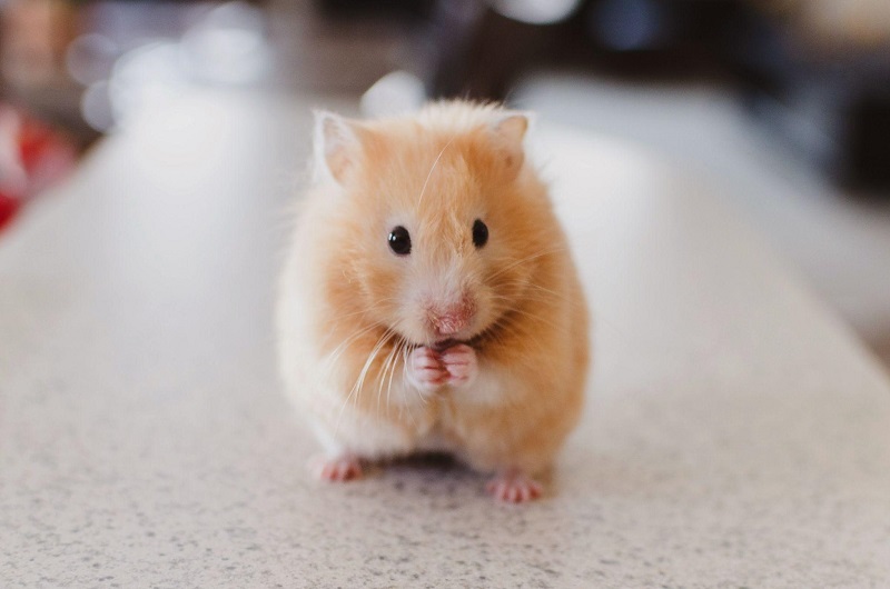 Chuột Hamster ăn gạo được không?
